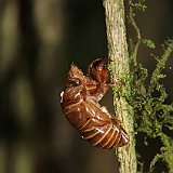 Costa Rica20150403-2348-0961